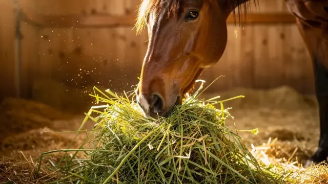 Pferd frisst Heu ad libitum für gesunde und stressfreie Fütterung
