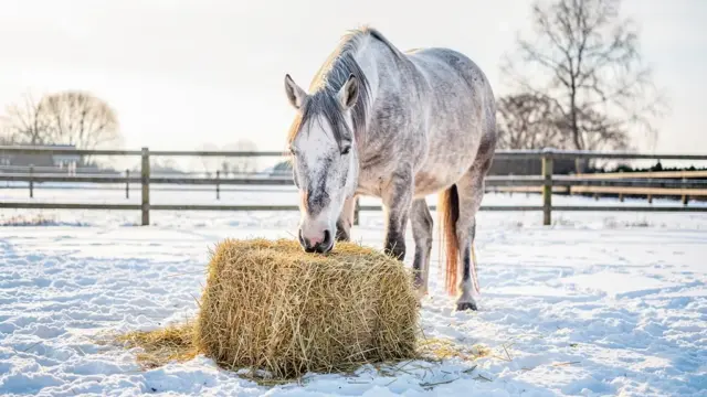 Winterversorgung für alte Pferde: Tipps zu Fütterung und Pflege im Winter