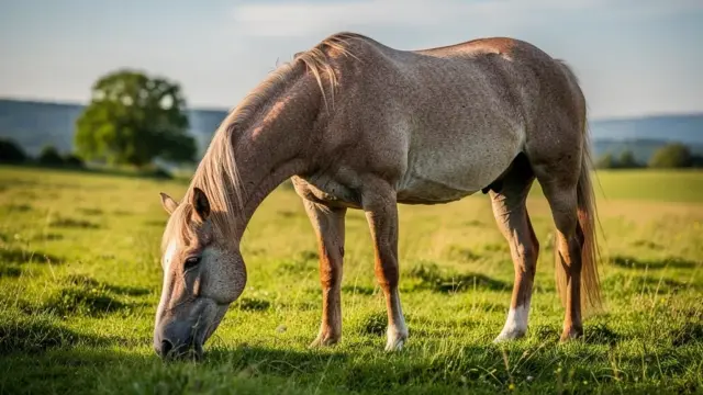Alter Pferd Stoffwechsel Anpassungen für Gesundheit und Wohlbefinden