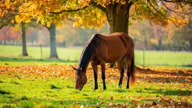 Anweiden im Herbst: sanfte Anpassung für gesunde Pferde zur Winterfütterung