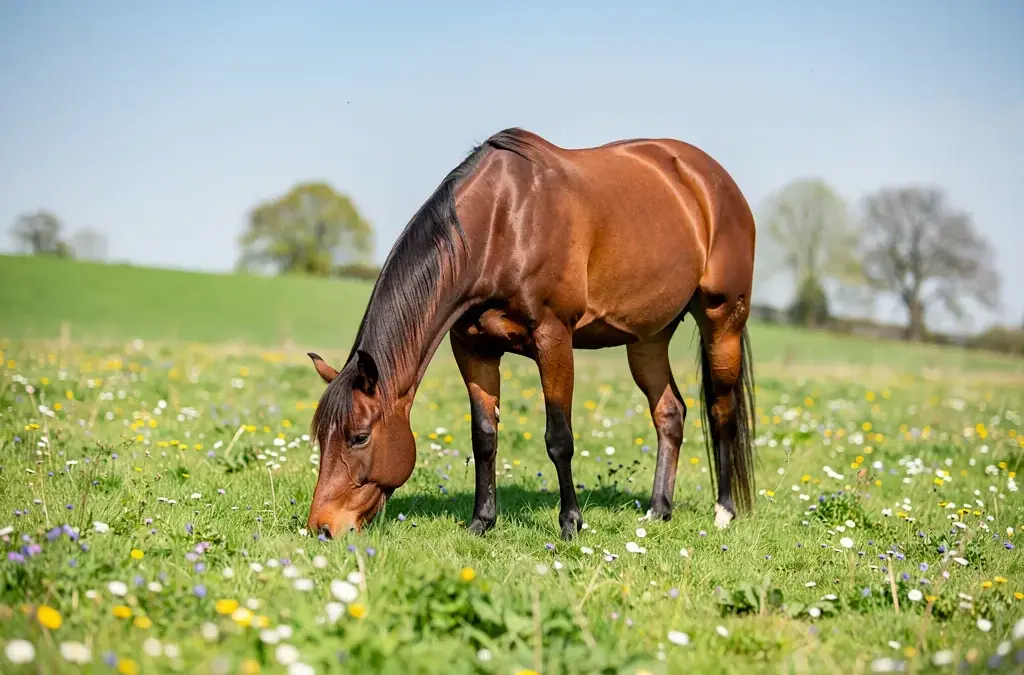 Anweiden Pferd im Frühjahr: Tipps für gesunden Weidegang und optimale Vorbereitung