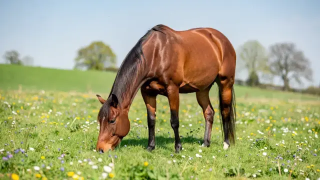 Anweiden Pferd im Frühjahr: Tipps für gesunden Weidegang und optimale Vorbereitung