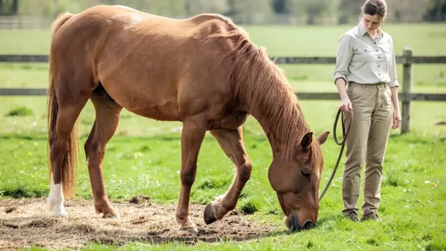 ALT-Text für das Bild: Risiken beim Anweiden von Pferden und Vermeidung häufiger Fehler