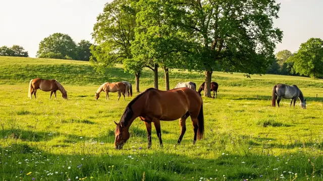 Artgerechte Weidehaltung für Pferde mit abwechslungsreicher Vegetation und Rückzugsmöglichkeiten