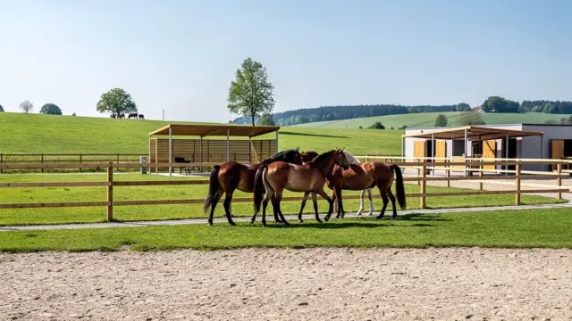 ALT-Text für Bewegungsstall Planung und Gestaltung für zufriedene Pferde