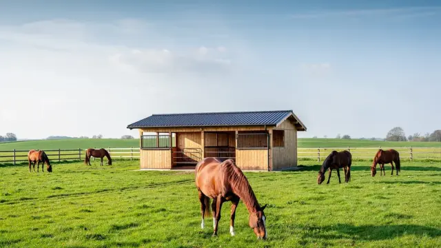 Boxenmiete für Pferde: Einfluss der Region auf die Kosten und Stallarten