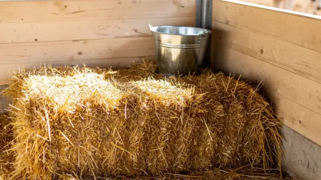 Fehler bei der Boxenpflege beeinträchtigen Stallhygiene und Tiergesundheit