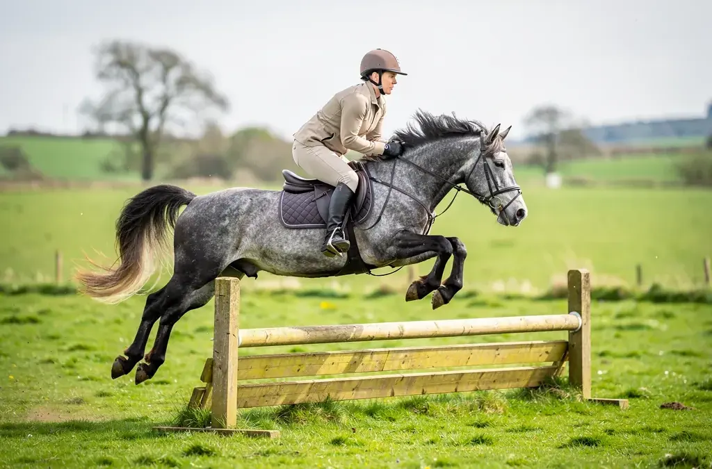 Connemara Pony bei der Arbeit im Gelände, ideal für Freizeit- und Sportreiter