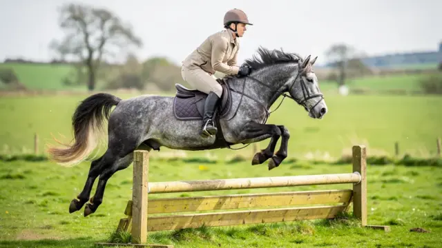 Connemara Pony bei der Arbeit im Gelände, ideal für Freizeit- und Sportreiter