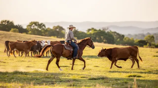 Reiter mit Pferd beim effizienten Cutting von Rindern in der Arena