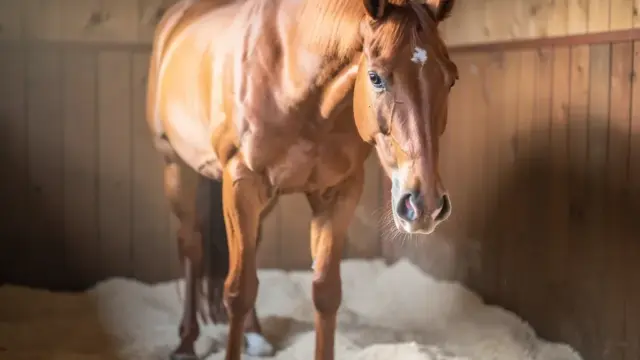 Pferd mit Atemnot aufgrund von Dämpfigkeit zeigt Symptome wie Husten und erschwerte Atmung