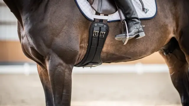 Dressursattelgurt zeigt Materialvielfalt und anatomische Form für optimalen Komfort und Haltbarkeit