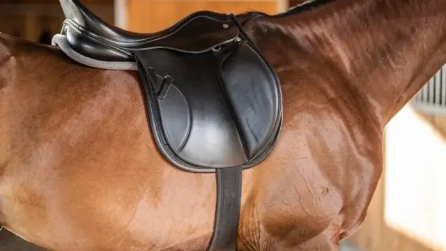 Dressursattel für breite Pferde mit optimaler Passform und anatomischer Unterstützung
