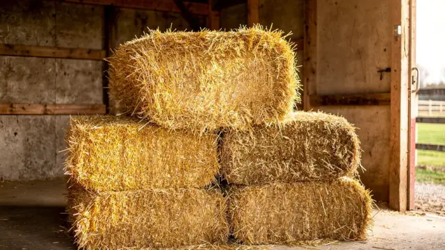 Kosten für hochwertige Einstreu für Pferde im Überblick und Einflussfaktoren