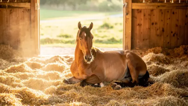 Einstreu im Offenstall für Pferde: Vorteile von Hanf, Stroh und Holzspänen