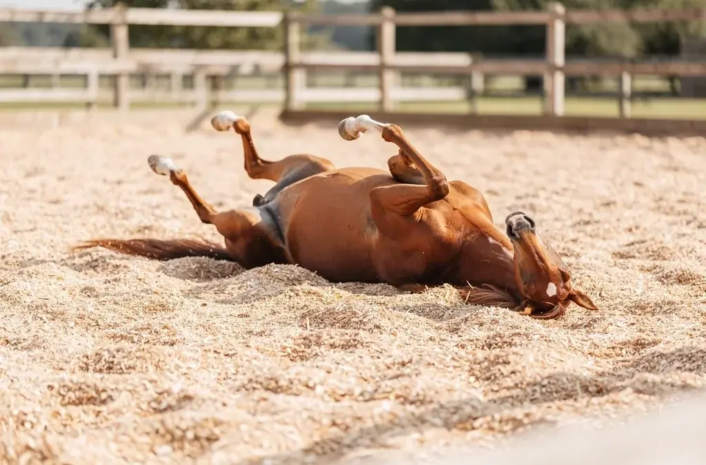 Einstreu im Paddock für Pferde zur Förderung von Hygiene und Bodenschutz