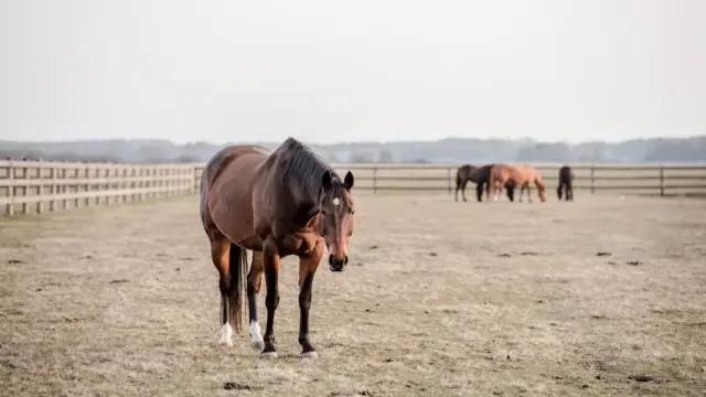 Einzelhaltung von Pferden: Risiken für Sozialverhalten und Gesundheit der Tiere