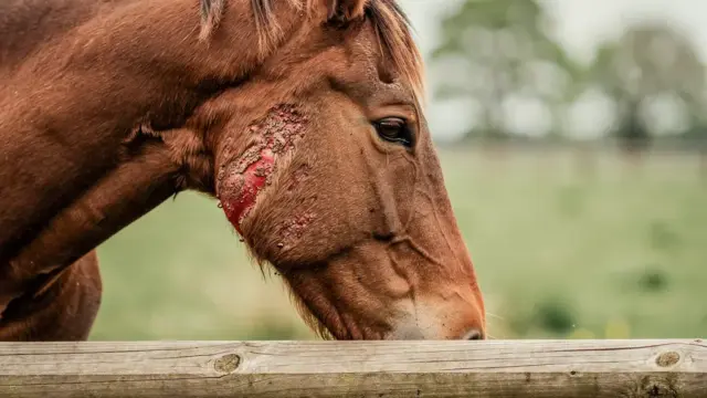 Ekzeme beim Pferd: Juckreiz und Hautveränderungen durch Allergien und Umweltfaktoren