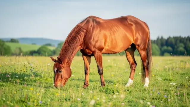 Natürliche Entgiftung beim Pferd fördert den Stoffwechsel und die Gesundheit