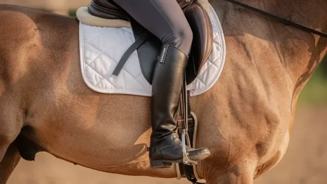 Feine Hilfen beim Pferdetraining für harmonische Kommunikation zwischen Reiter und Pferd