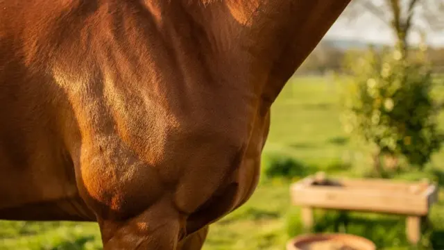 Fellwechsel beim Pferd: Zusatzfutter für ein gesundes und glänzendes Haarkleid