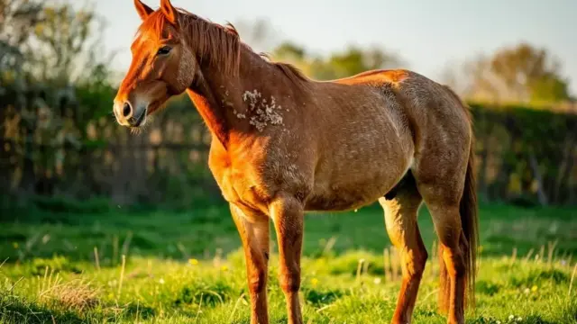 Fellwechsel beim Pferd: Wann beginnt die entscheidende Phase im Frühjahr und Herbst