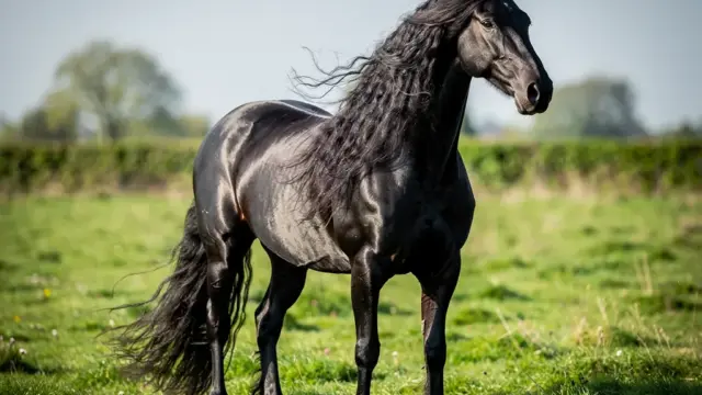 Friese Pferd mit imponierender Mähne und eleganten Bewegungen in der Natur
