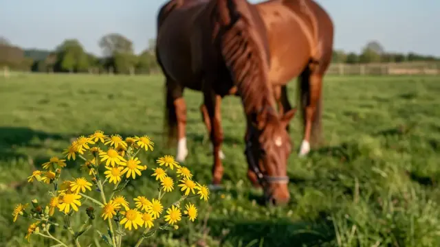 Giftpflanzen auf der Weide gefährden die Gesundheit von Pferden wie Eiche und Efeu