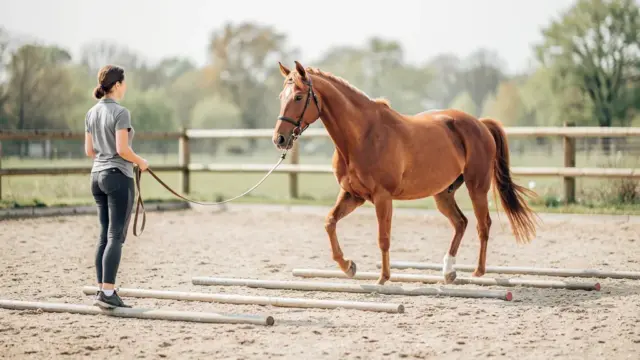 Pferd führt gymnastizierende Bodenarbeit mit Stangen für bessere Fitness und Beweglichkeit aus