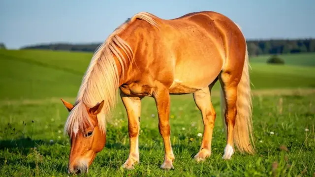 Haflinger Gesundheit: Vorbeugung von Hufrehe und Arthrose durch richtige Ernährung und Bewegung