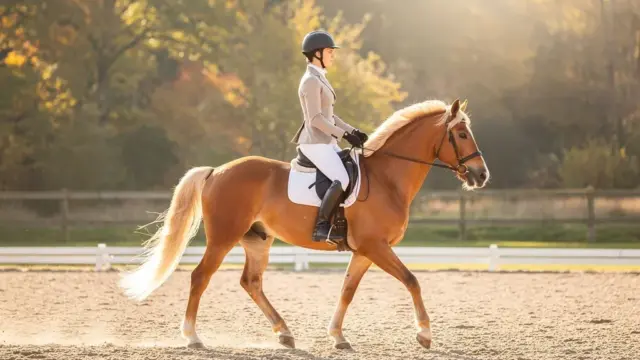 Haflinger Pferde bei verschiedenen Sportarten wie Dressur und Springen
