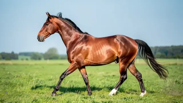Hannoveraner Pferd mit athletischem Körperbau und eleganten Bewegungen beim Reiten