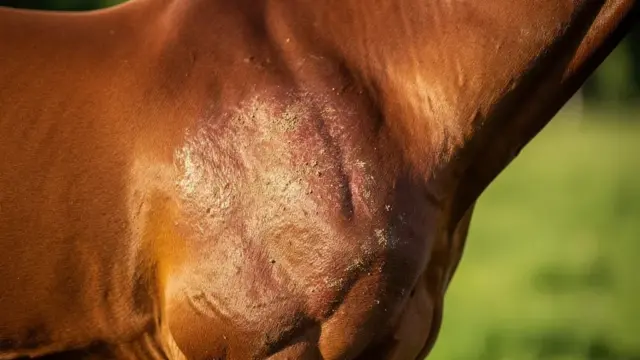 Beitragsbild zu Hautkrankheiten bei Pferden: Symptome und Behandlungsmöglichkeiten