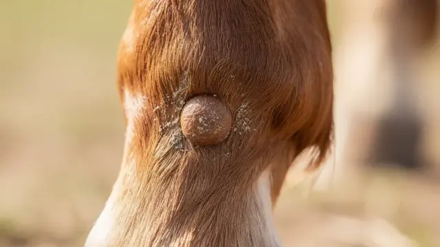 Hautveränderungen bei Pferden als frühe Symptome von Hautkrebs erkennen