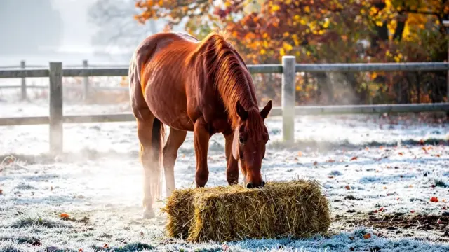 Gesunde Pferdehaltung im Herbst und Winter mit Tipps zur richtigen Fütterung und Bewegung