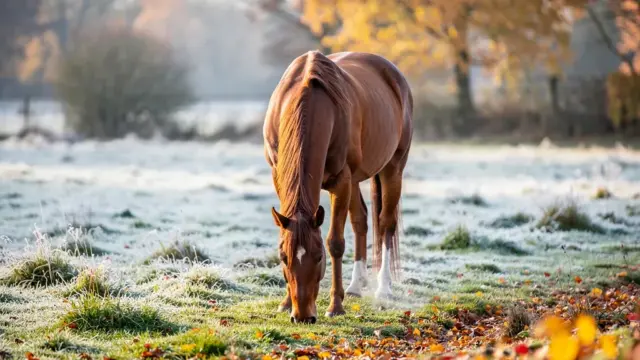 Sichere Herbstweide für Pferde mit Tipps zur Abgrasung und Futteraufnahme