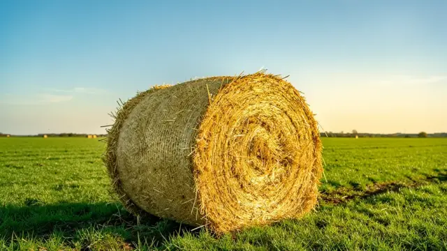 Beitragsbild zu Heu Kosten für Pferde: Preise, Qualität und regionale Unterschiede