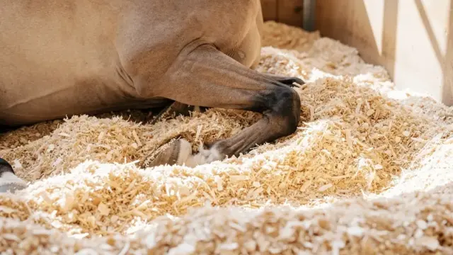 Holzspäne als ideale Pferdeeinstreu für gesunde Stallhaltung und bessere Hygiene
