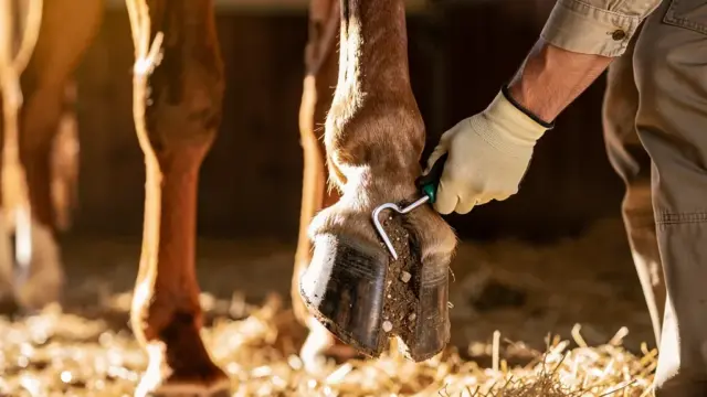 Pferd wird beim Hufe reinigen mit Hufkratzer gepflegt