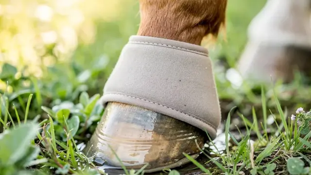 Hufglocken zum Wässern für optimale Hufpflege und Elastizität der Hufe