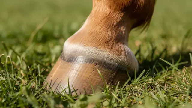 Hufhornqualität beim Pferd verbessern durch Pflege und ausgewogene Ernährung