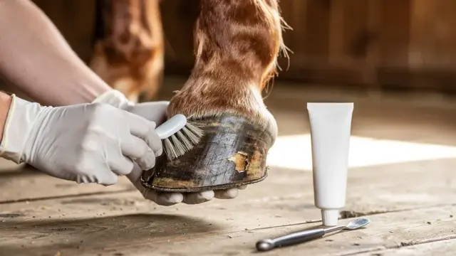 Hufreparatur beim Pferd: Tipps zur Selbsthilfe bei kleinen Schäden