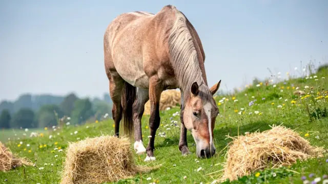 ALT-Text: Tipps zur Stärkung des Immunsystems bei Seniorpferden für ein gesundes Leben