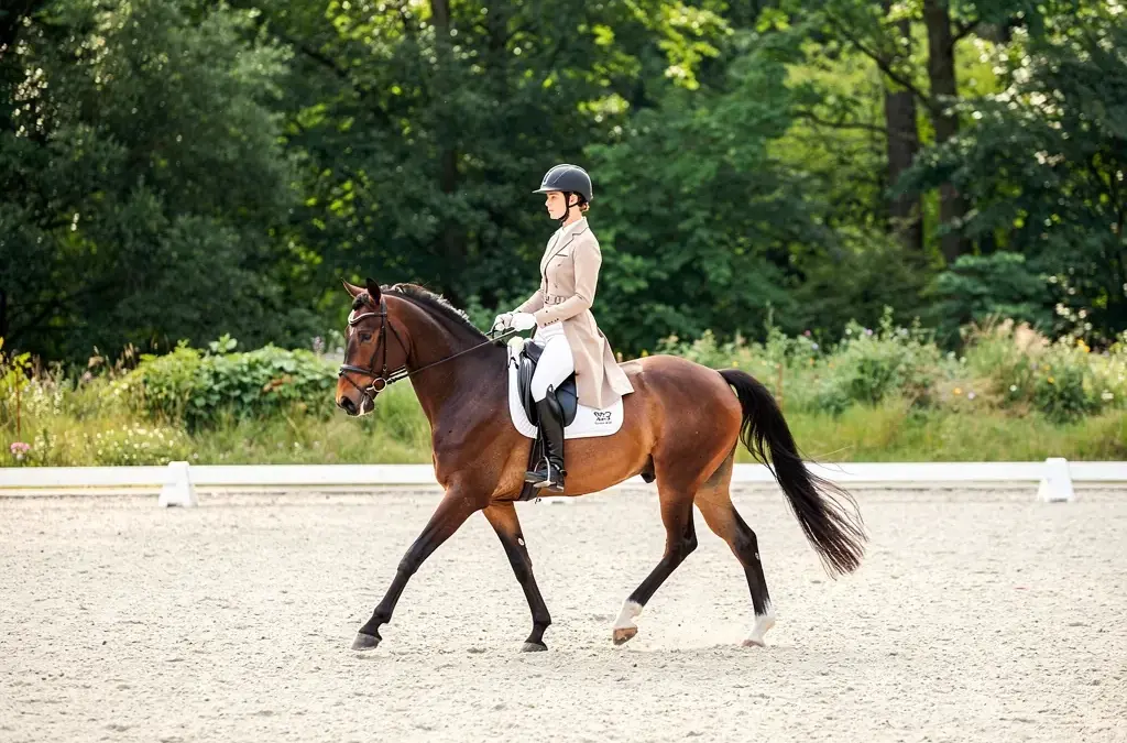 Beitragsbild über klassisches Reiten mit Tradition und modernen Trainingsmethoden