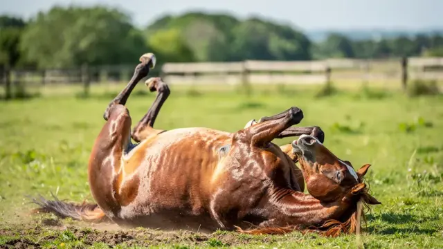 Pferd zeigt Symptome von Koliken wie Unruhe Wälzen und Schwitzen