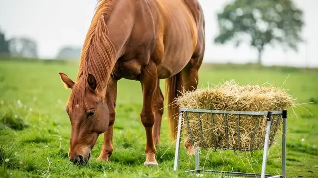 Beitragsbild zu Kotwasser beim Pferd: Ursachen und gezielte Maßnahmen zur Behandlung