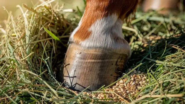 Kraftfutter für Hufrehe anhäufend: wenig Zucker, viel Ballaststoffe und Proteine