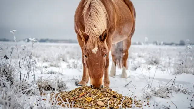 Kraftfutter für Pferde im Winter zur Deckung des Nährstoffbedarfs