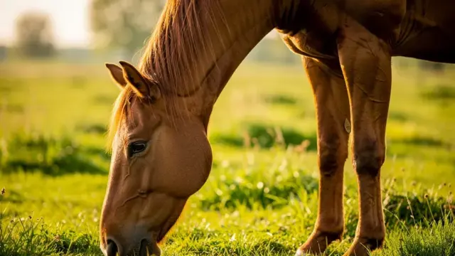 Mineralfutter organisch für Pferde verbessert Nährstoffaufnahme und Gesundheit der Tiere