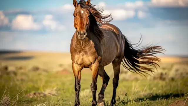 Faszination Mustang-Pferd: robuste und anpassungsfähige Wildpferde aus Nordamerika
